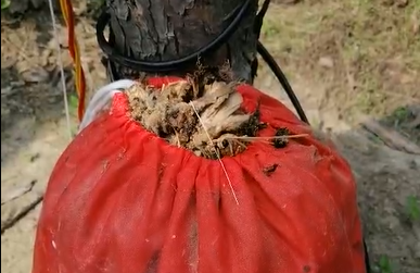 耳聽為虛，眼見為實，看得見的殺蟲效果